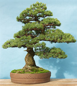 pinus-parviflora-bonsai.jpg