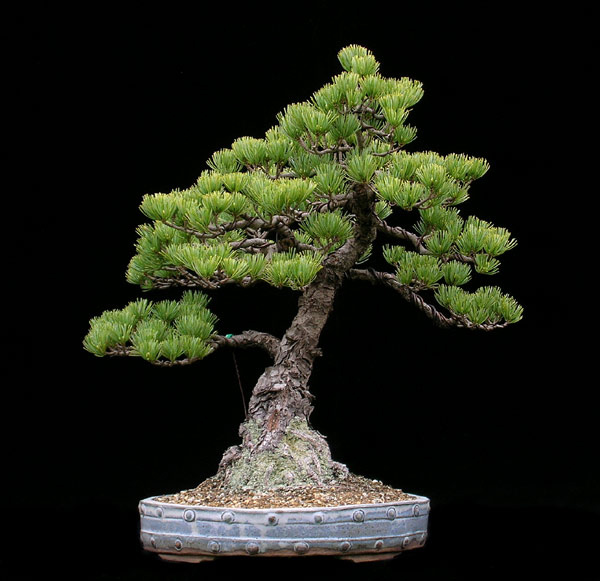 pinus-parviflora.jpg