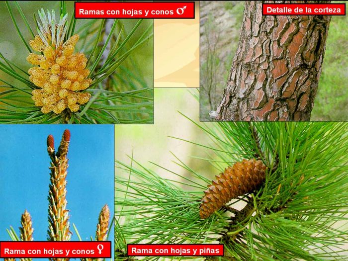 Pinus pinaster 3.jpg