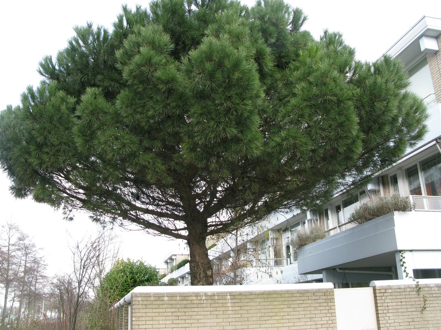 pinus-pinea-bv-110215b.jpg