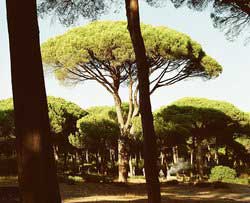 pinus-pinea.jpg