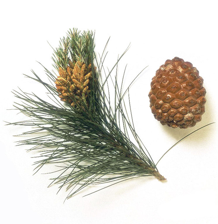 pinus-pinea.jpg