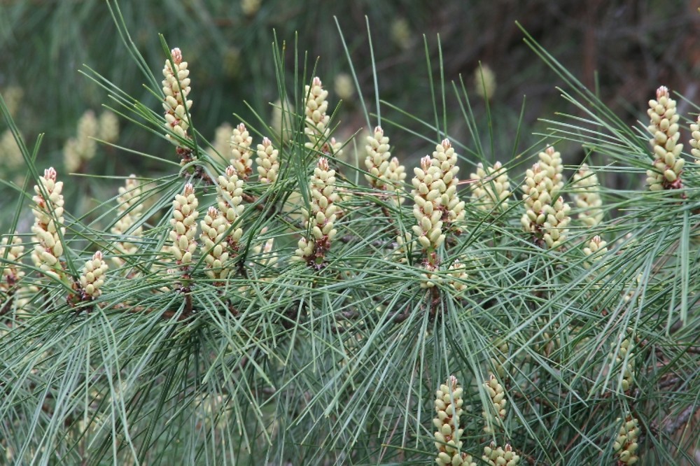 pinus-sylvestris-fl-atal.jpg