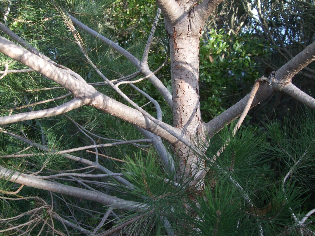 Pinus280.jpg