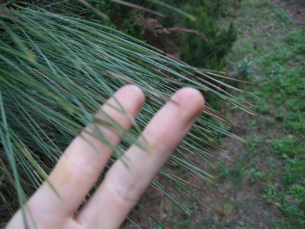 Pinus284.jpg