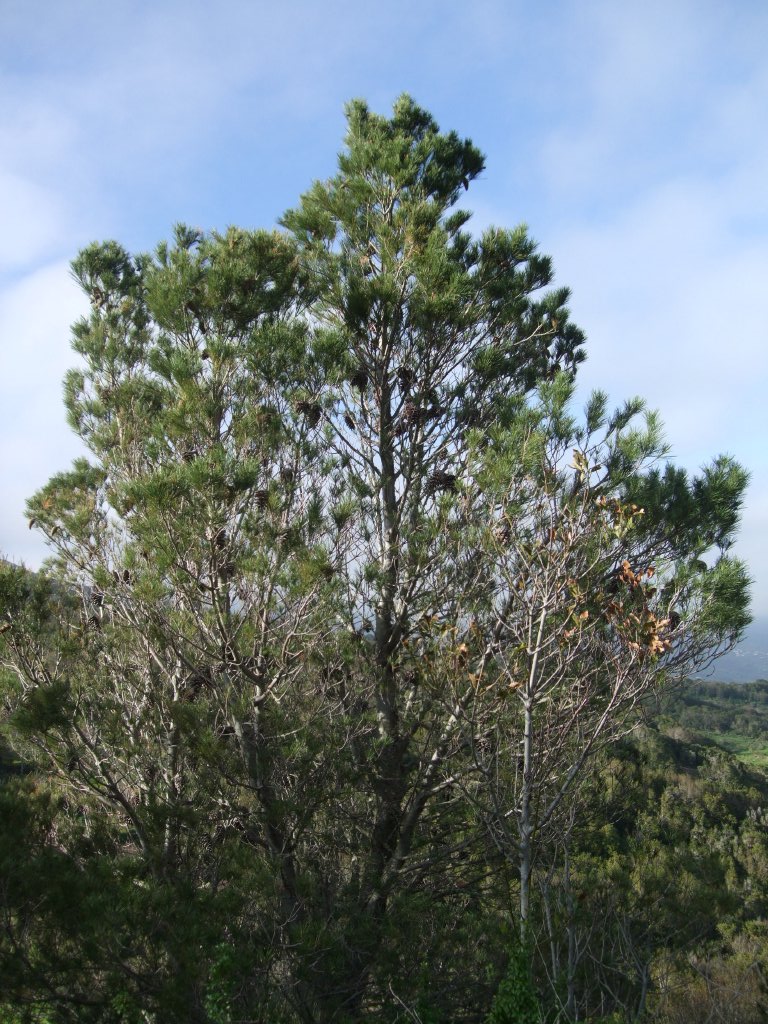Pinus287.jpg