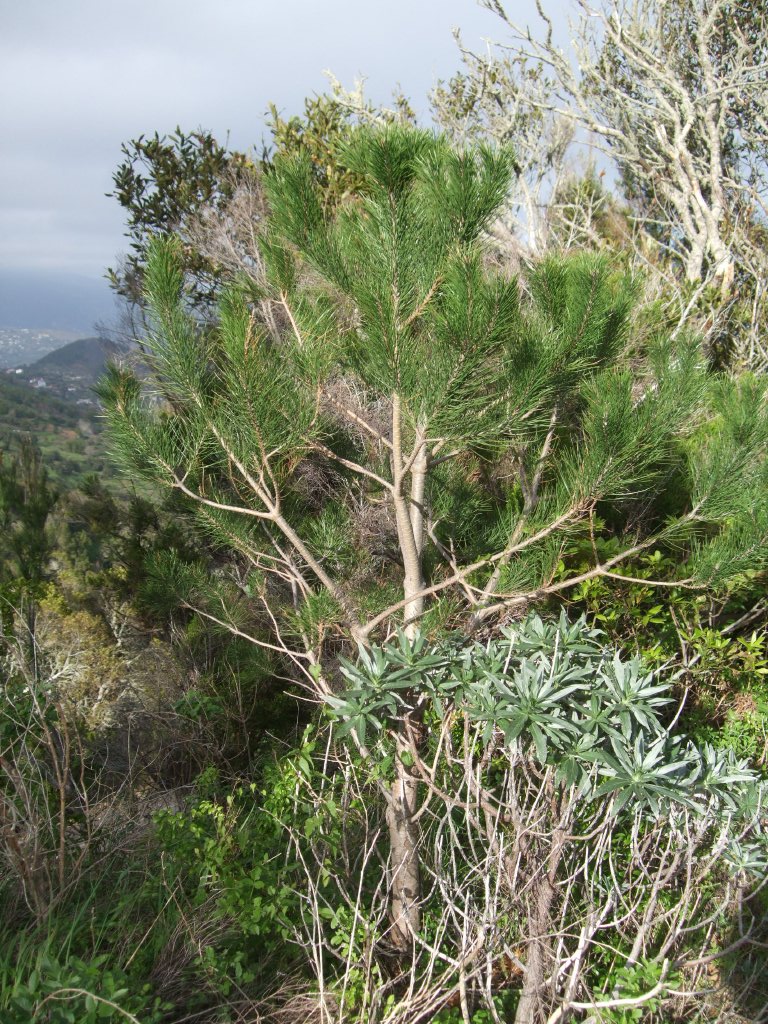 Pinus288.jpg