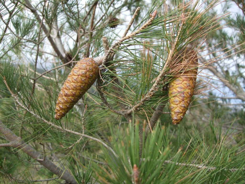 Pinus294.jpg