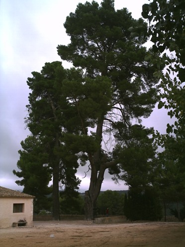 pinus_halepensis_font_roja.JPG