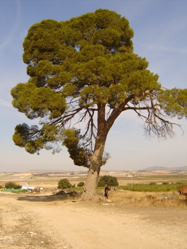 pinus_halepensis_villena.JPG