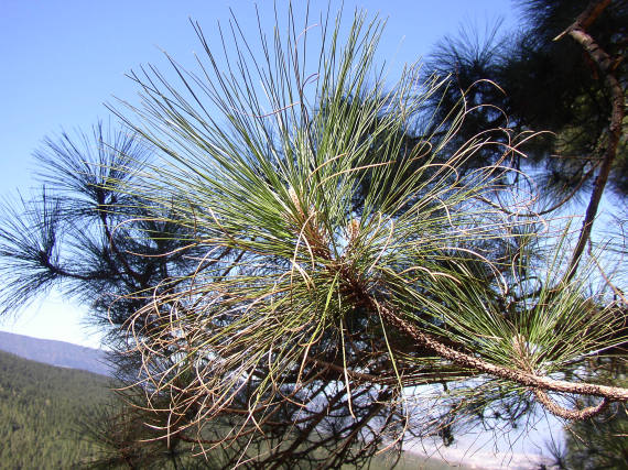 pinuscanherb1.jpg