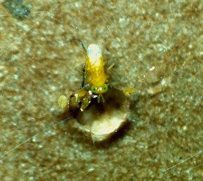piojo1cuerpo1.jpg