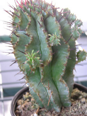 pioners-005.jpg