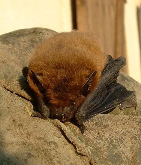 Pipistrellus_pipistrellus01.jpg