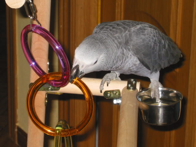 PIPOYSUNUEVOPARQUE8.jpg