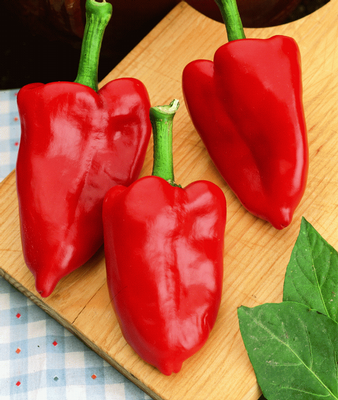 piquillo.png