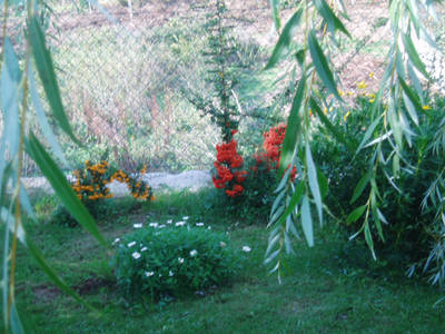 piracantas2.jpg