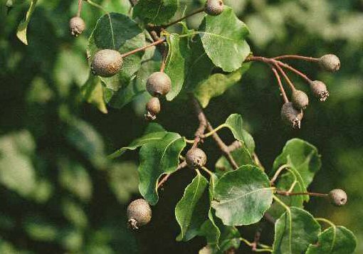 pirus02.jpg