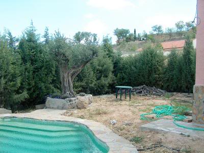 Pisc_olivo_huerto.jpg