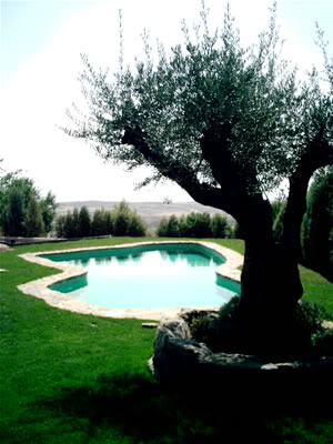 piscina_cesped006.jpg