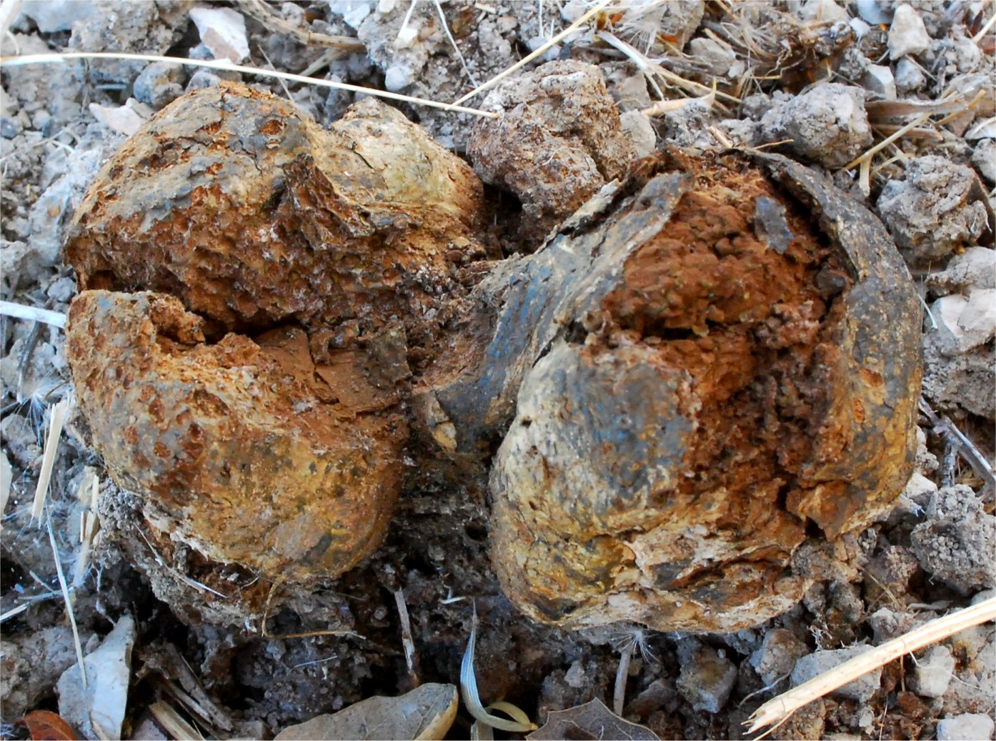 Pisolithus%20tinctorius%20102.jpg