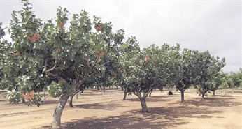 pista_1_346x185.jpg