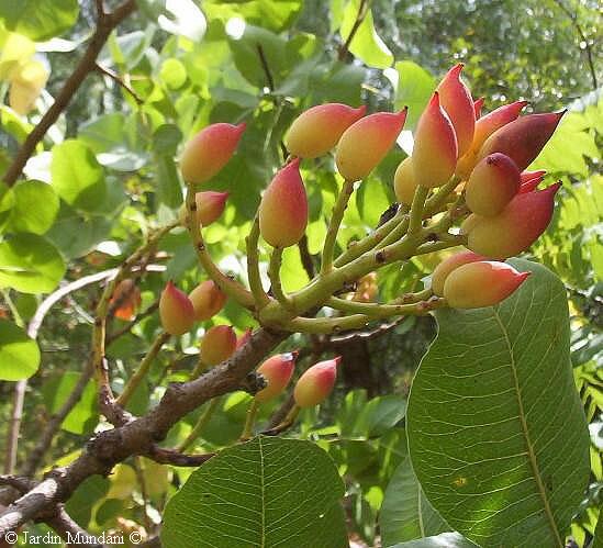 pistachos1.jpg
