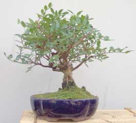 pistacia-lentiscus-bonsai.jpg
