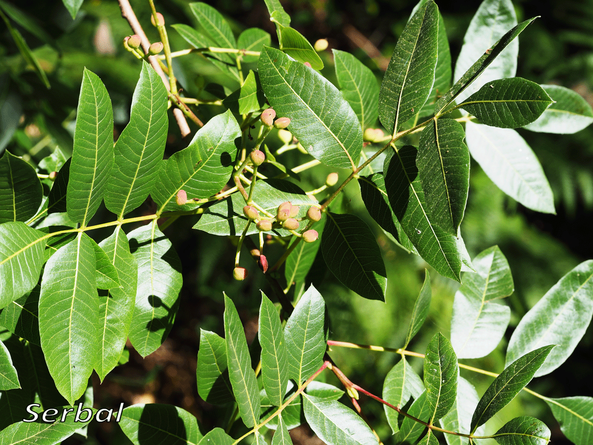 Pistacia-terebinthus-junio17-web.gif