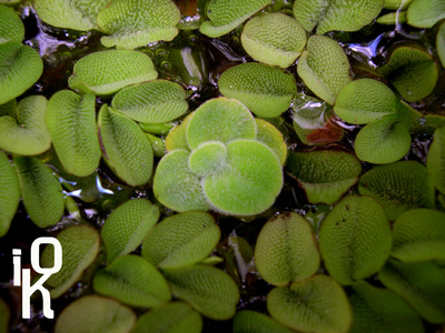 pistia%7E0.jpg
