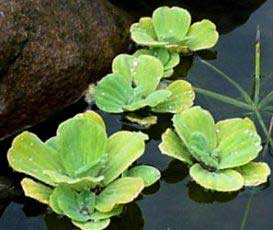 pistia-stratiotes.jpg
