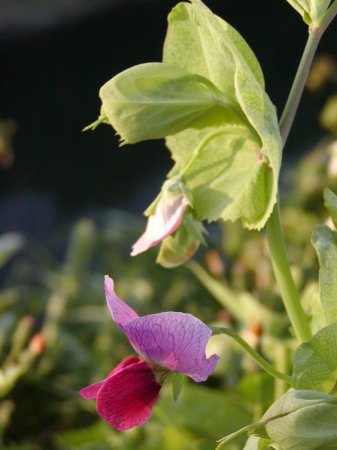 pisum%20sativum%2001.jpg