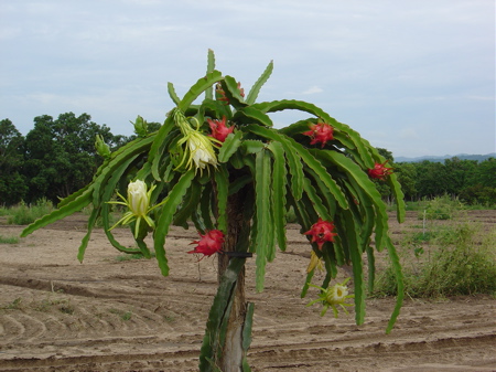pit-tree.jpg