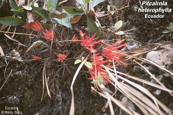 pit_heterophylla1_wb.jpg