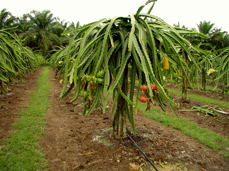 pitahayatutor.jpg