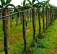 pitaya_orchard_sidebar.jpe