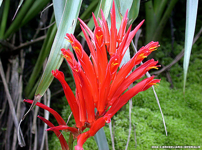 Pitcairnia-flammea--800.jpg