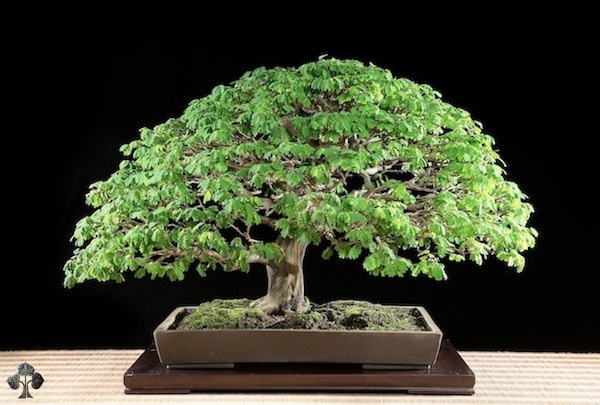 Pithecellobium-tortum.jpg