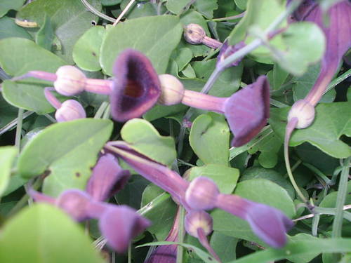 Pitimini_016.JPG