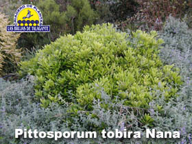Pittosporum%20tobira%20nana%20pan1alta%20copia.jpg