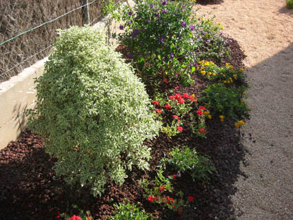 pittosporum%7E0.jpg