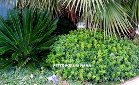 pittosporum%7E1.jpg