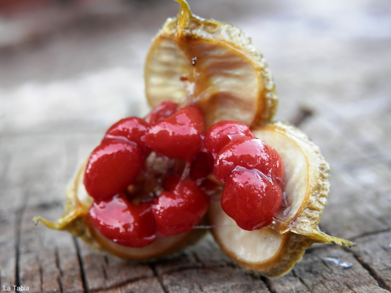 Pittosporum+fruto+(4).JPG