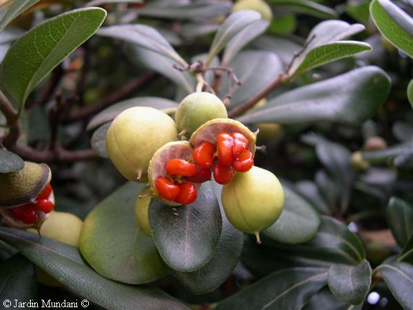 pittosporum-Sagrera1.jpg