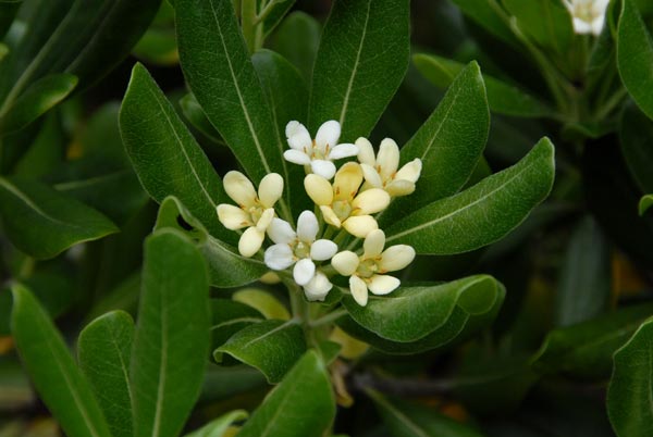 Pittosporum-tobira-2.jpg
