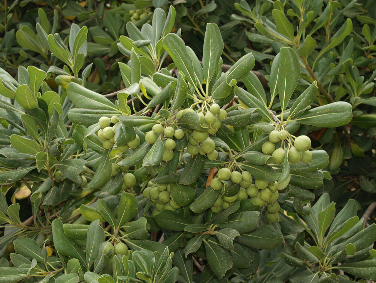 Pittosporum-tobira-frutos-nuevos.jpg