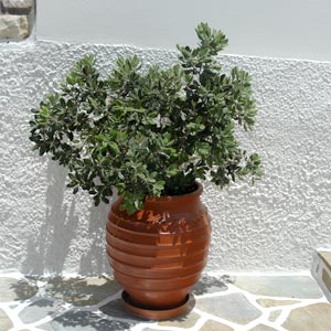 pittosporum-tobira-nana.jpg