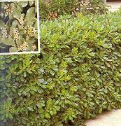 pittosporum-tobira-seto.jpg