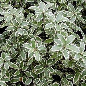 pittosporum_tenMarjorie.jpg