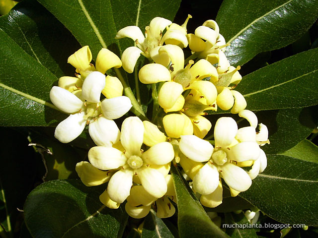 Pittosporum_tobira_bloom.jpg